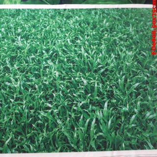 Vải phông nền FO6808 50x75cm