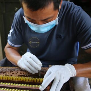 SỮA ONG CHÚA TƯƠI BÁN SỈ THEO Kilogram THU HOẠCH TẠI VƯỜN ONG