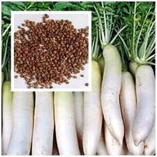 hạt cải củ cải trắng