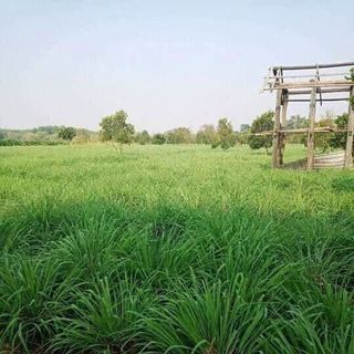 tinh dầu sả chanh 100 thiên nhiên