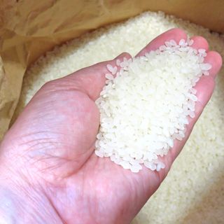 GẠO NHẬT HOKKAIDO YUMEPIRIKA - TIM KIẾM THỊ TRƯỜNG HORECA ĐẠI LÝ CÁC TỈNH