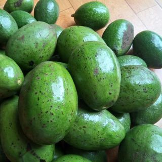 Tinh Dầu Bơ Đắk Lắk