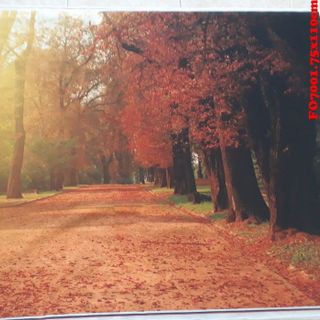 Vải phông nền FO7001 70x110cm