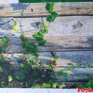 Vải phông nền FO7086 70x110cm