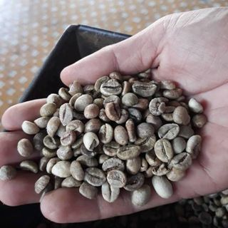 Cà phê nhân cà phê nguyên liệu cà phê nhân robusta