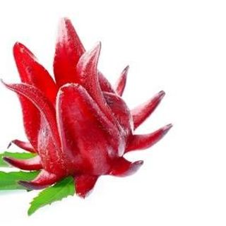 HOA ATISO ĐỎ SẤY