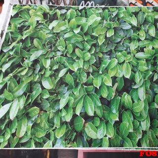 Vải phông nền FO8186 100x140