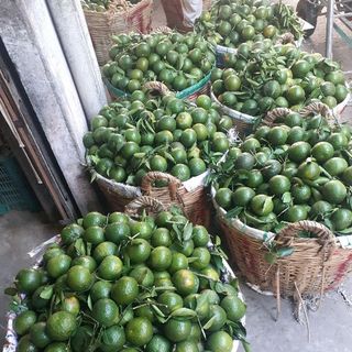 cam sành Tiền Giang