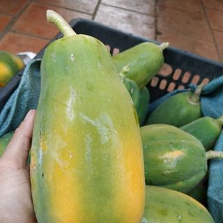 Đu đủ Hoà Long - Bà Rịa