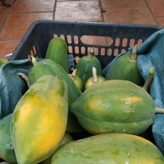 Đu đủ Hoà Long - Bà Rịa