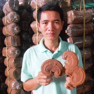 Nấm linh chi giá sỉ