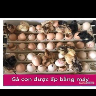 Máy Ấp Trứng ánh Dương- bản 54 Trứng- Hoàn Toàn Tự Động- Lắp Giáp Sẵn