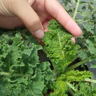 Cải xoăn cải kale