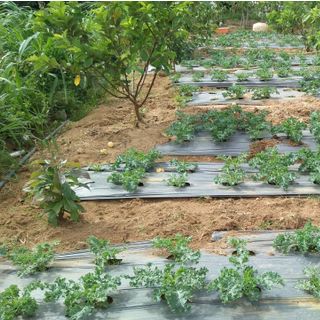 Cải xoăn cải kale