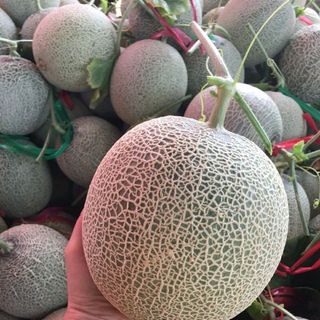 Dưa lưới TL3 VietGap