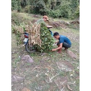 Cao lá tắm cho Mẹ và bé