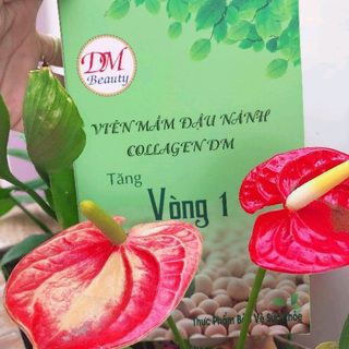 viên mầm đậu nành tăng vòng 1