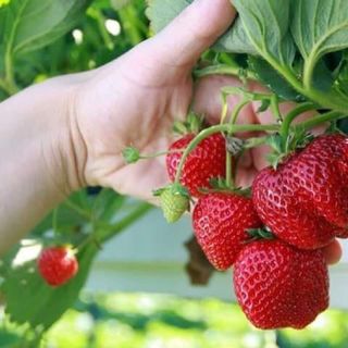 Dâu tây đang hoa và quả