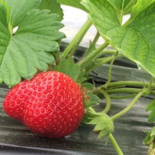 Dâu tây đang hoa và quả