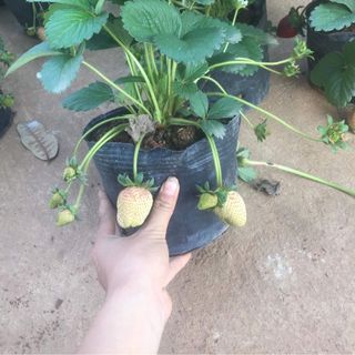 Dâu tây đang hoa và quả