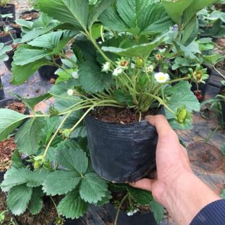 Dâu tây đang hoa và quả