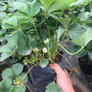 Dâu tây đang hoa và quả