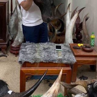 Đầu bò treo tường