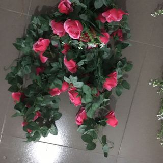 Dây hoa hồng treo tường