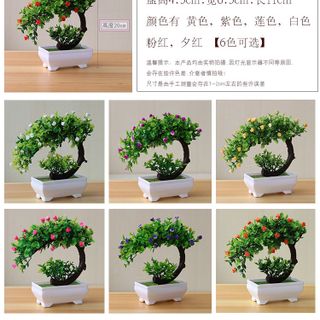 Chậu cây bon sai