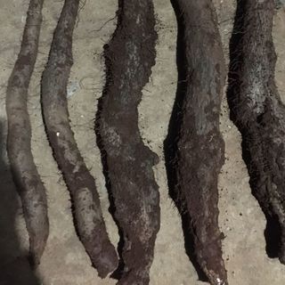 CỦ KHOAI MÀI- CỦ HOÀI SƠN GẦN 1 NĂM TUỔI- ĐÔNG Y