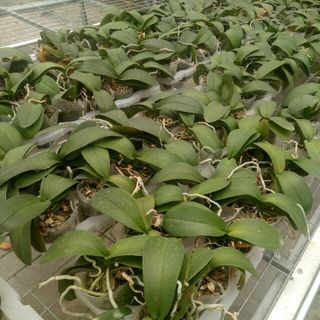 Lan hồ điệp mini giống