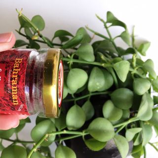 Saffron Bahraman Iran hộp 1g