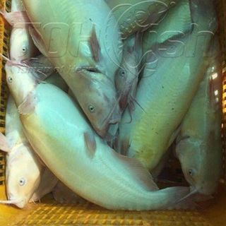 Cá Lăng Phi Lê
