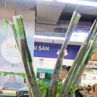 Củ ngưu bàng tươi