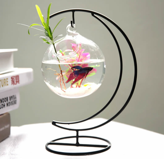 Bể cá mini treo cung trăng tròn 12cm