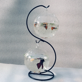 Bể cá mini treo chữ S