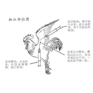 Bio LINCO S - Trị khò khè tiêu chảy máu