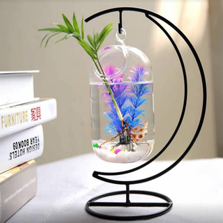 Bể cá mini treo cung trăng Dưa 16cm