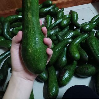 Bơ sáp 034 Lâm Đồng hái tại vườn