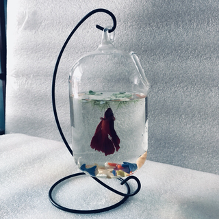 Bể cá mini treo C Dưa 16cm