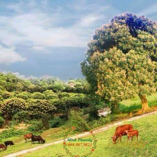 Mật ong hoa hoa nhãn nguyên chất