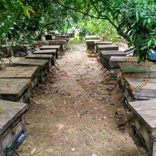 Mật ong hoa hoa nhãn nguyên chất