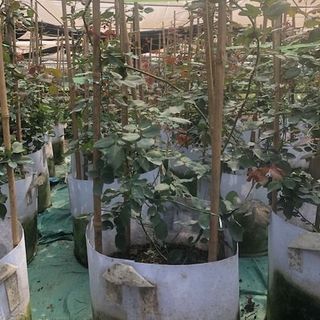 Hoa Hồng Cổ Hải Phòng