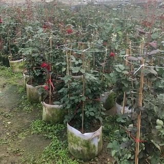 Hoa Hồng Cổ Hải Phòng