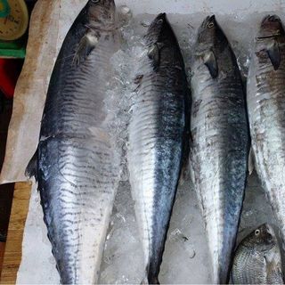 Chuyên cung cấp sỉ lẻ các loại cá biển từ Vũng Tàu