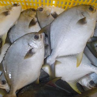Chuyên cung cấp sỉ lẻ các loại cá biển từ Vũng Tàu
