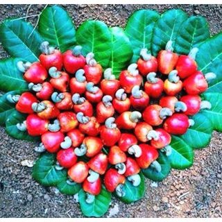 hạt điều rang muối Bình phước loại A