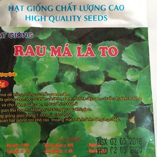 Rau Má Lá To Hạt Giống