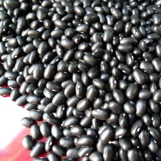 Đậu đen xanh lòng nhà trồng