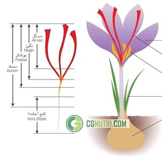 SAFFRON- nhụy hoa nghệ Tây Kashmir Ấn Độ